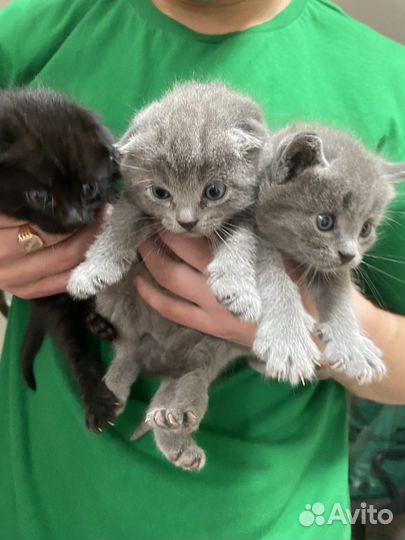 Вислоухая кошка