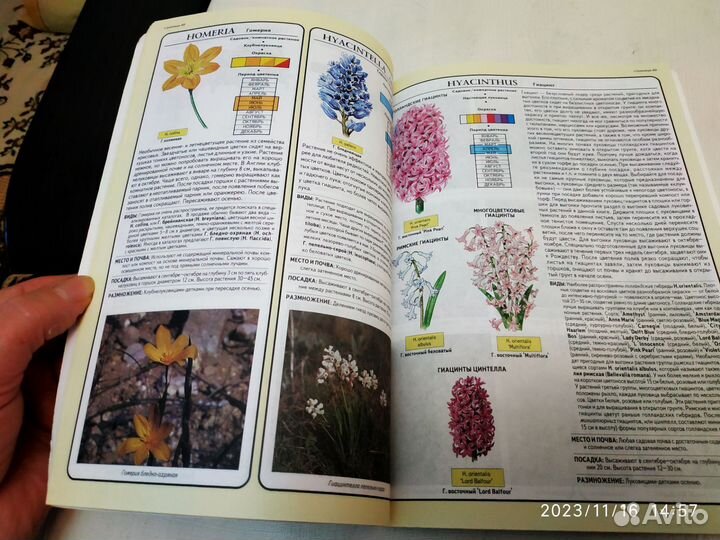 Хессайон, всё о клумбовых растениях