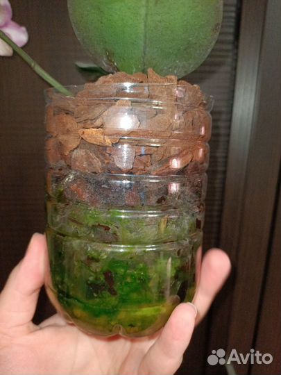 На брони. Ароматная Орхидея фаленопсис Каода