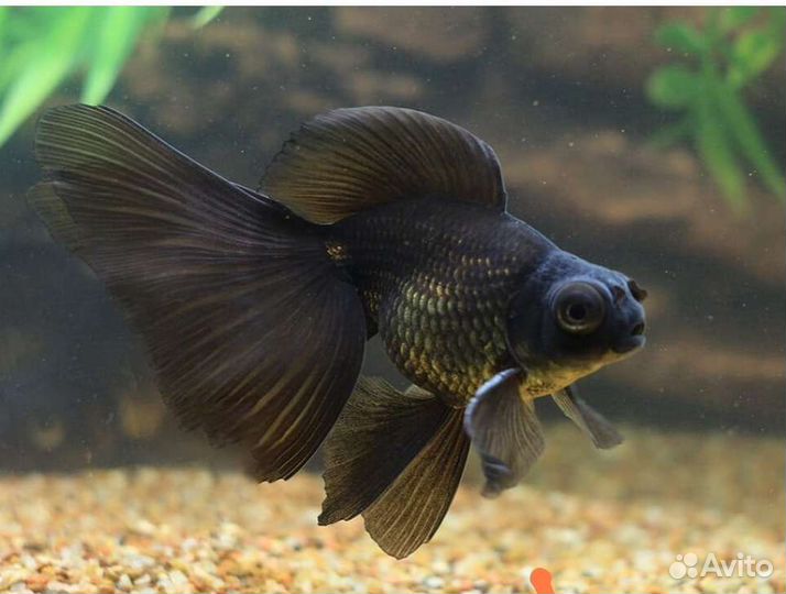 Мальки телескопа бабочки Аквариумные рыбки