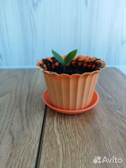 Замиокулькас