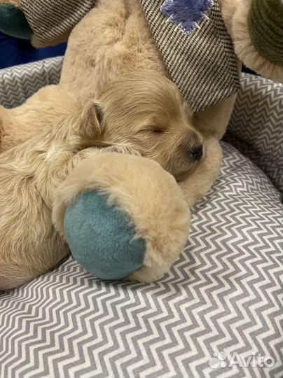 Мальтипу f1 mini Девочка