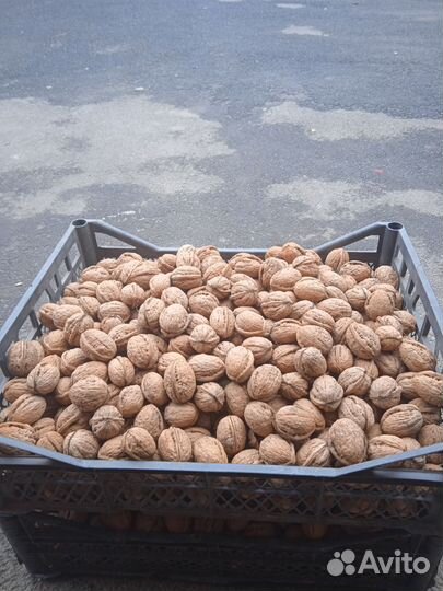 Орех грецкий