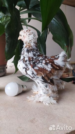 Петушок цыпленок