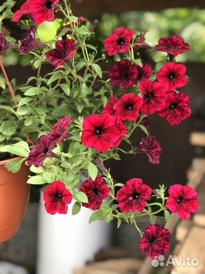 Дельфиниум многолетний, Ампельная Вербена