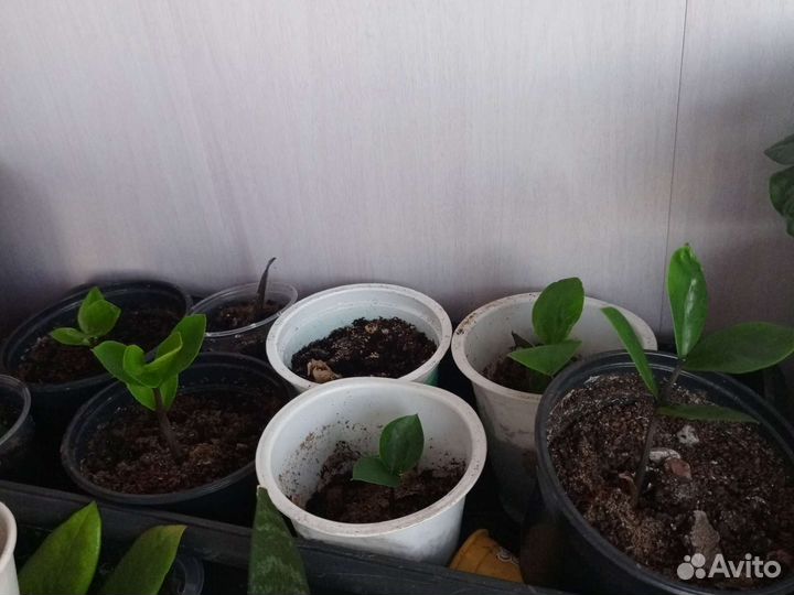 Замиокулькас