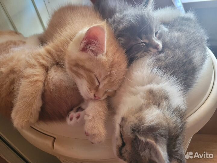 Кошка в дар бесплатно