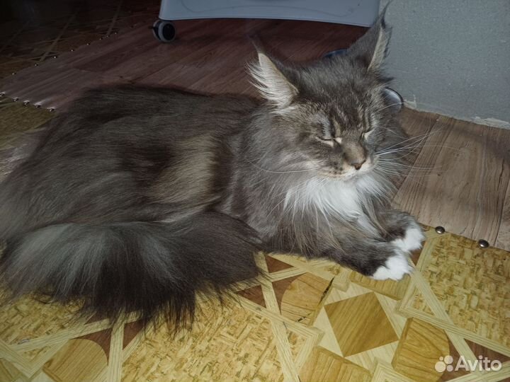Продам кошечку, 3 года, стелеризованая