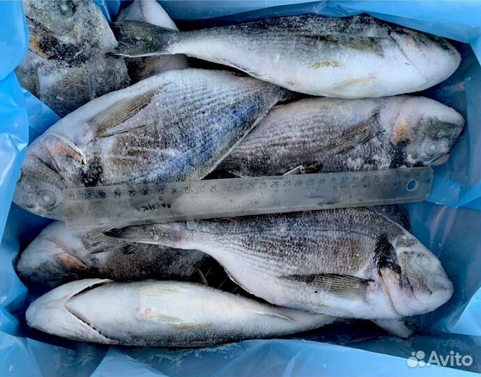 Сибас, дорадо, рыбка 400-600гр