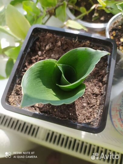 Сансевиерии