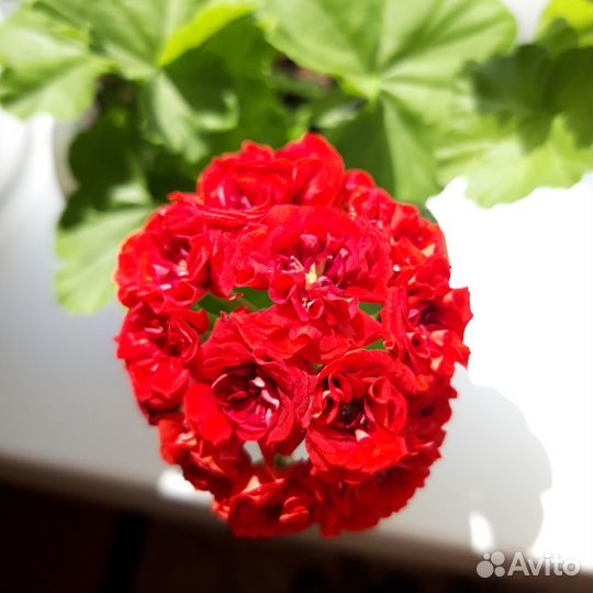 Продам листики глоксинии и пеларгония цветущая