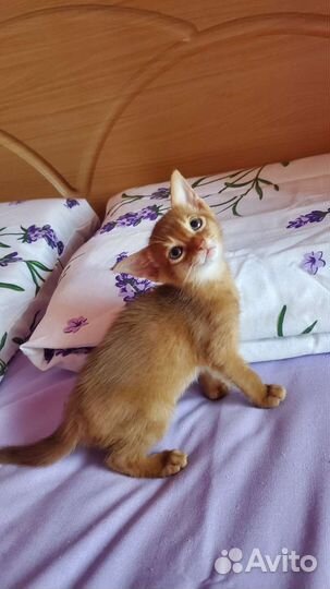 Абиссинские котята