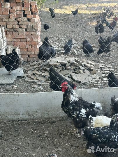 Орпинктон по 2т