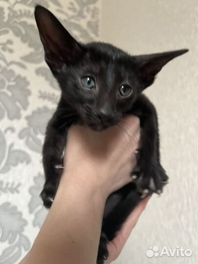 Ориентальные котята