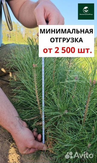 Саженцы сосны и ели окс оптом