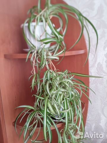 Хлорофитум кудрявый