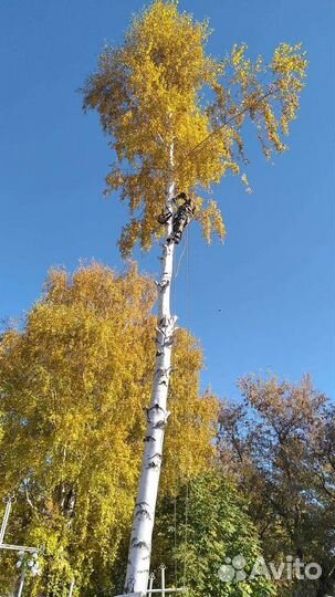 Удаление,обрезка деревьев.Расчистка участков