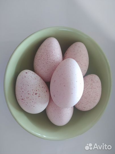 Индюшиное яйцо