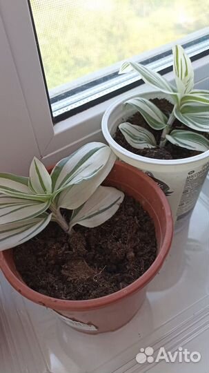 Традесканция белая