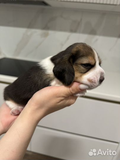 Щенок бигль