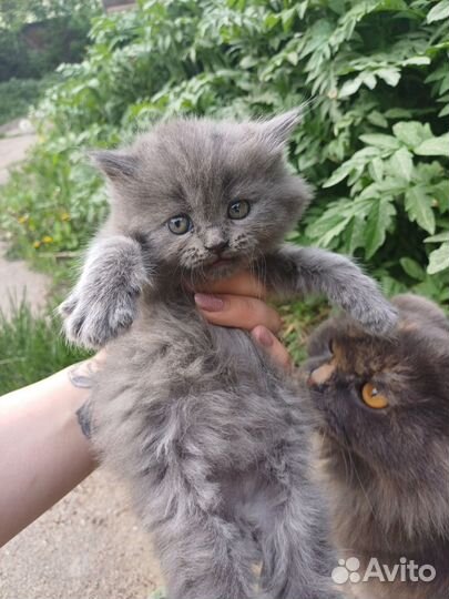 Кошечка в добрые руки