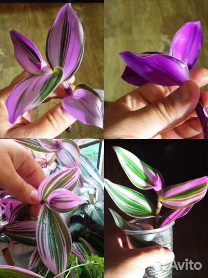 Траденсканция