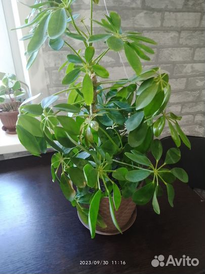 Комнатные цветы шефлера