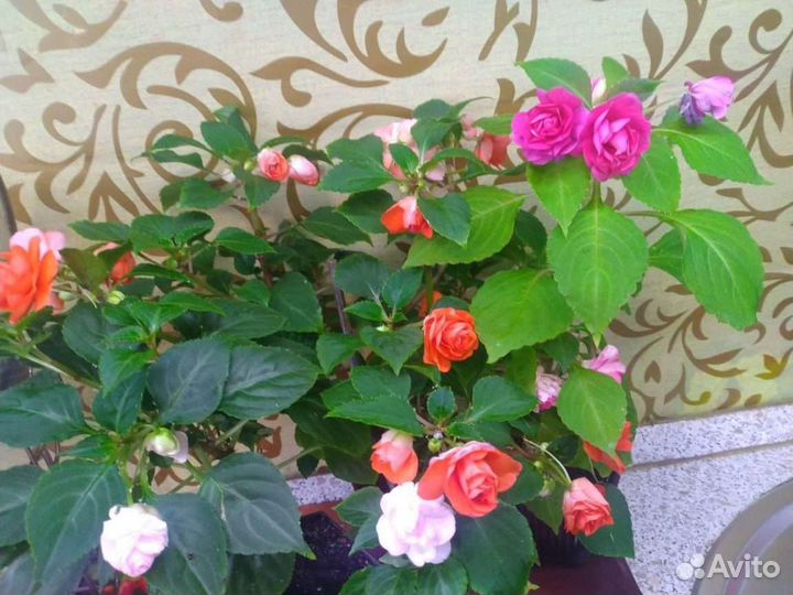 Комнатные цветы