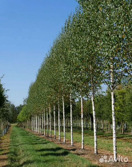 Берёза 1,5-2м