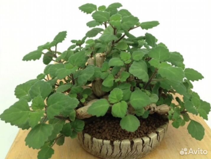 Плектрантус