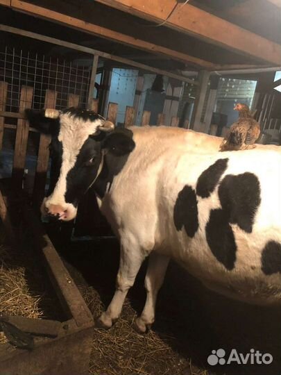 Корова стельная дойная