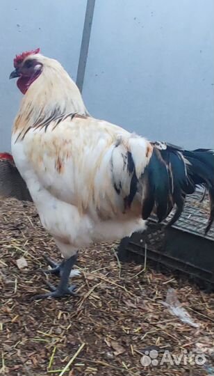 Петухи