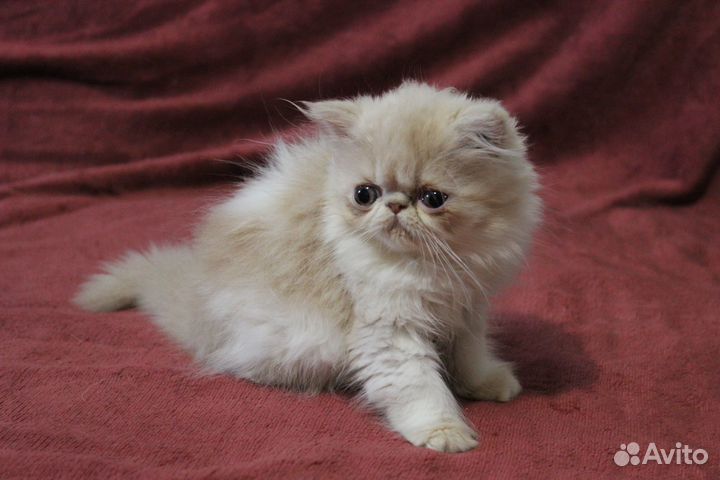 Котята породистые - перс и экзотка девочки