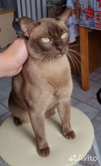 Бурманская кошка