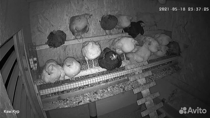 Домашние куриные яйца