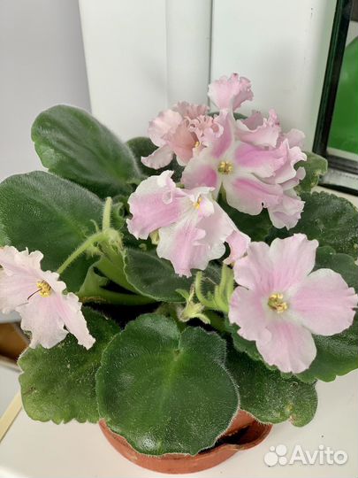 Сортовые фиалки