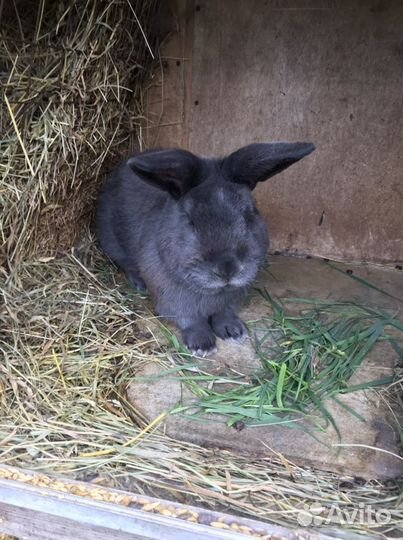 Кролики нзб