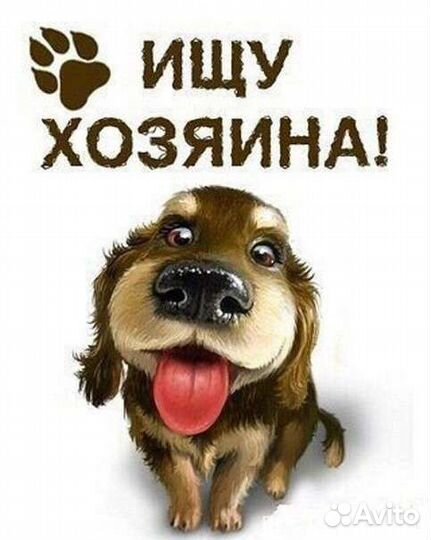 Отдадим собаку бесплатно