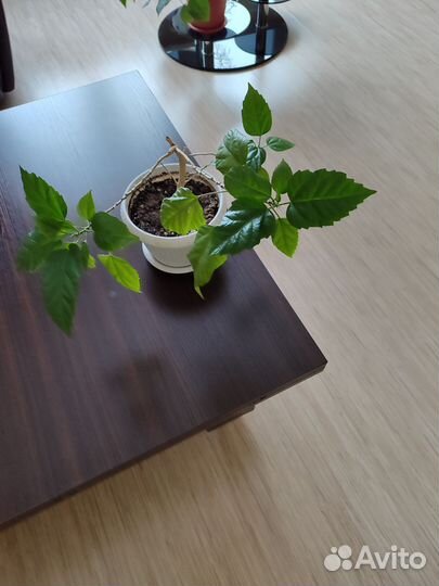 Роза комнатная в горшке