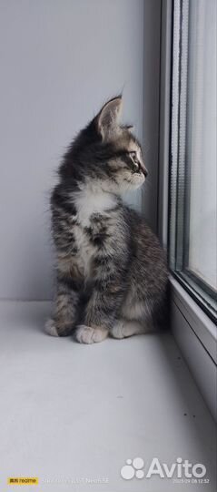 Кошки в добрые руки