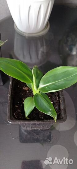 Банан киевский карлик