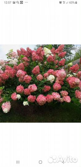 Гортензии 10 сортов