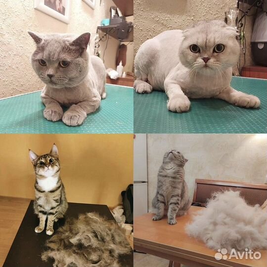 Стрижка кошек и котов. Возможен выезд