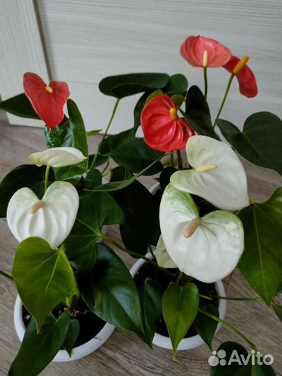 Антуриум Спатифиллум и другие комнатные цветы