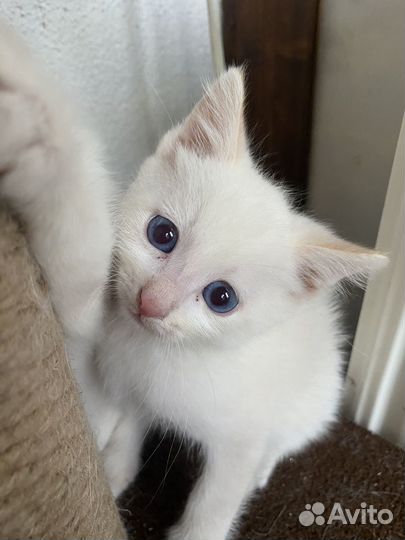 Котенок в добрые руки