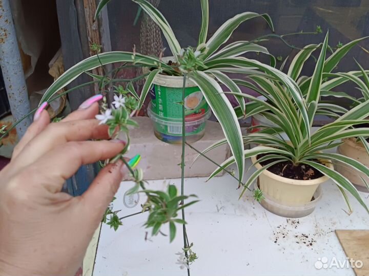 Хлорофитум