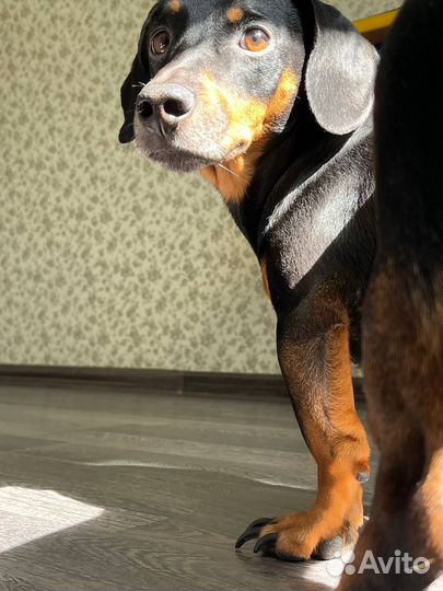 Красавчик такса ищет девочку для случки