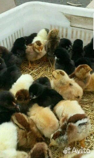 Цыплята суточные