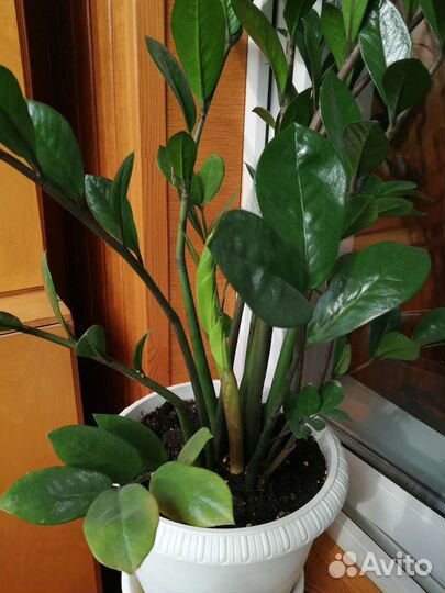 Замиокулькас