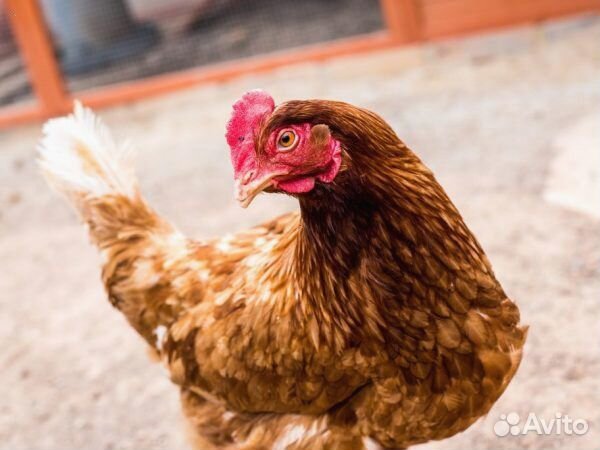 Куры-несушки